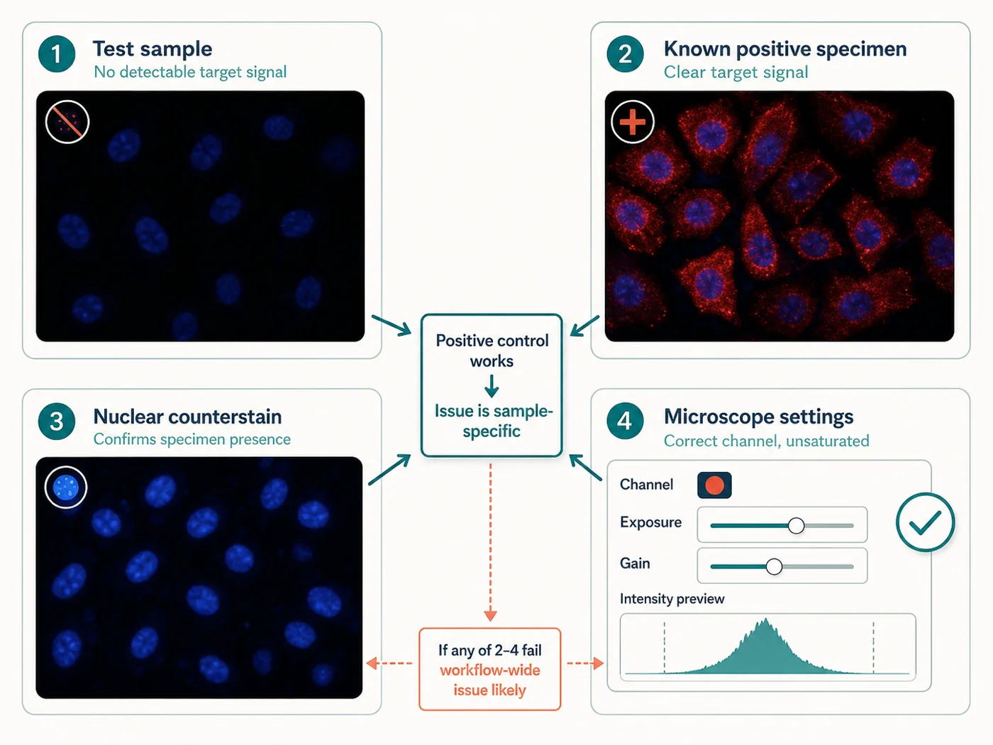 Evidence panel comparing a no-signal test specimen, a known positive, nuclear counterstain, and microscope acquisition settings.