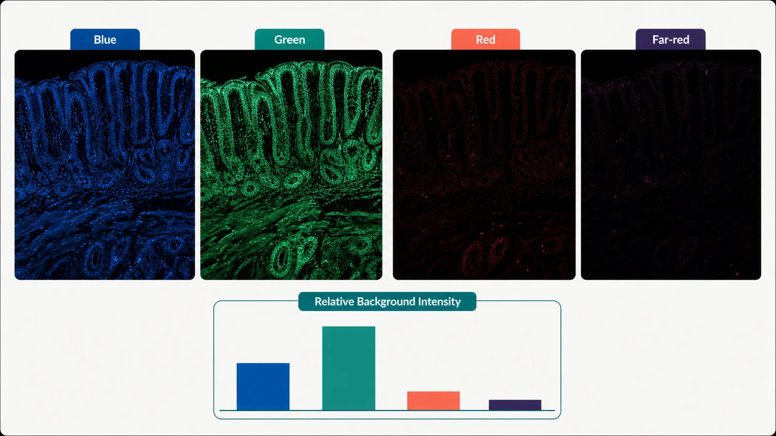 The same unstained tissue shown in blue, green, red, and far-red channels with a relative background comparison.